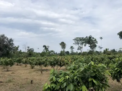 Hacienda amazónica 310 ha con cacao, balsa y acceso e40